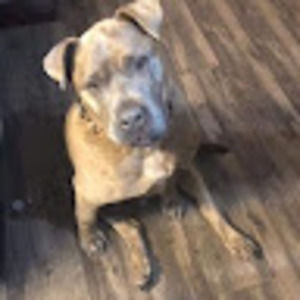 Meet your Posher, Ryan dobler